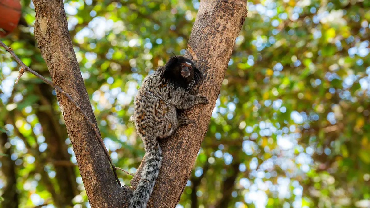 Animais da fazendinha do Hotel Fazenda Poços de Caldas